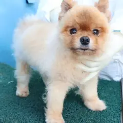 제주 갈색 포메라니안 수컷