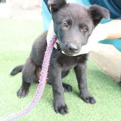 제주 검정색 믹스견 수컷