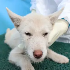 제주 흰색 믹스견 암컷