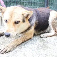 제주 갈색&검정 믹스견 암컷