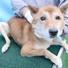 제주 갈색 믹스견 수컷