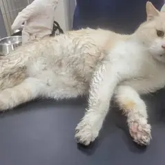 제주 기타(갈색) 한국 고양이 수컷