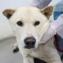 제주 갈색 믹스견 수컷