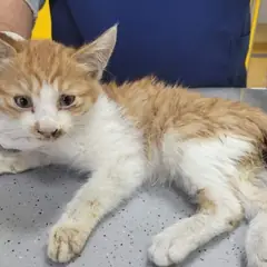 제주 기타(갈색) 한국 고양이 암컷