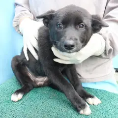 제주 검정&흰색 믹스견 암컷