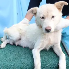 제주 갈색&검정 믹스견 암컷