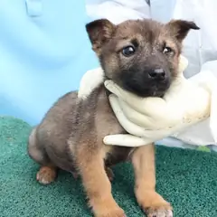 제주 검정색 믹스견 수컷