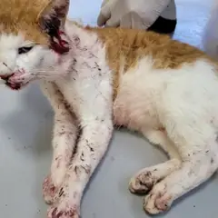 제주 기타(흰갈) 한국 고양이 수컷