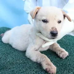 제주 흰색 믹스견 수컷