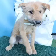 제주 갈색 믹스견 암컷