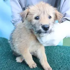 제주 갈색 믹스견 암컷