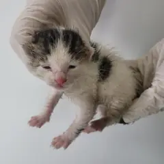 제주 기타(흰검) 한국 고양이 수컷