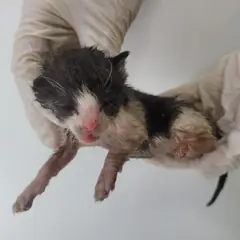 제주 기타(흰검) 한국 고양이 수컷