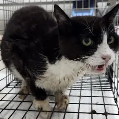 세종 기타(검정/흰색) 한국 고양이 수컷