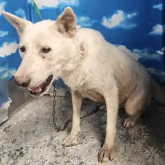 세종 크림색 믹스견 암컷