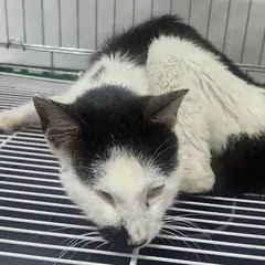 세종 흰색/검은색 얼룩무늬 한국 고양이 암컷