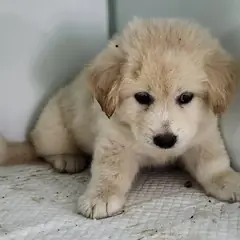 세종 갈색 믹스견 암컷