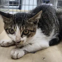 세종 평행·전체·부분줄무늬 한국 고양이 암컷