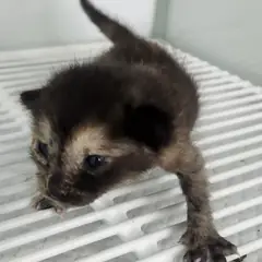 세종 검은색흰색황토색조합 한국 고양이 암컷