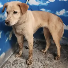 세종 갈색 믹스견 암컷