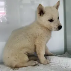 세종 크림색 믹스견 암컷