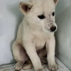 세종 크림색 믹스견 암컷