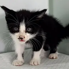 세종 흰색/검은색 얼룩무늬 한국 고양이 수컷