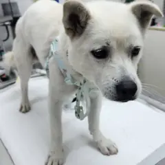 세종 흰색 믹스견 수컷