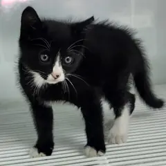 세종 기타(흰색/검정) 한국 고양이 수컷