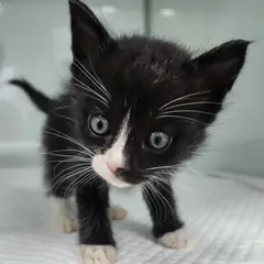 세종 흰색/검은색 얼룩무늬 한국 고양이 수컷