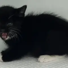세종 흰색/검은색 얼룩무늬 한국 고양이 수컷