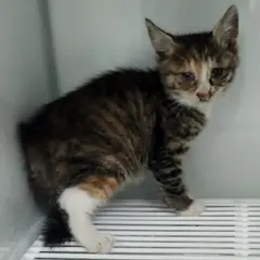 세종 검은색흰색황토색조합 한국 고양이 암컷